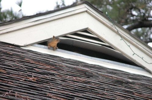 Squirrel in Attic Skyward Roofing New York